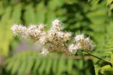 Bahçe çiçek yetişir 