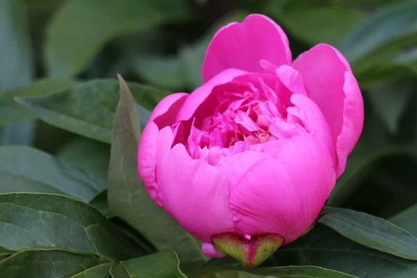 Hermosas rosas florecientes en el parque. macro — Foto de stock
