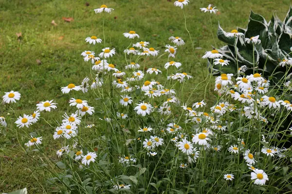 Es wird im Garten angebaut Blumen — Stockfoto