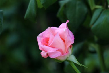 Bahçe çiçek yetişir 