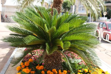 Bahçe çiçek yetişir 