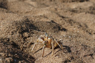 Sahilde oturup yengeç 