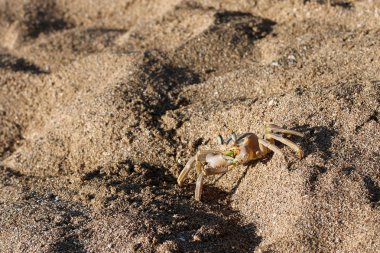 Sahilde oturup yengeç 