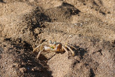 Sahilde oturup yengeç 