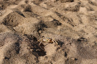 Sahilde oturup yengeç 