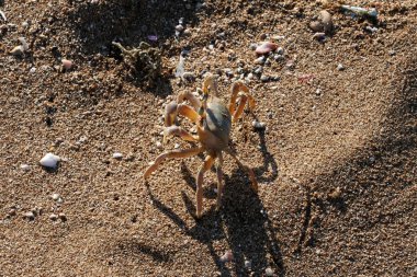 Sahilde oturup yengeç 