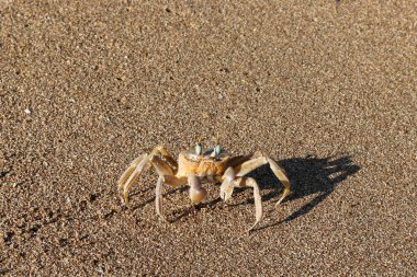 Sahilde oturup yengeç 