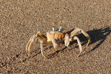Sahilde oturup yengeç 