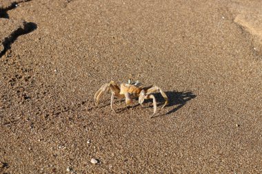 Sahilde oturup yengeç 