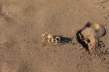 Sahilde oturup yengeç 