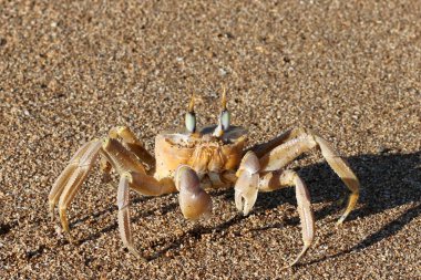 Sahilde oturup yengeç 