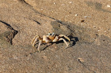 Sahilde oturup yengeç 
