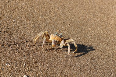 Sahilde oturup yengeç 