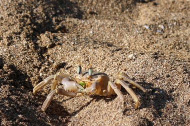 Sahilde oturup yengeç 