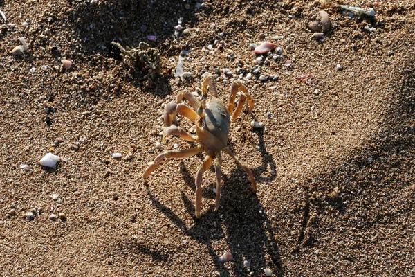 Sahilde oturup yengeç 