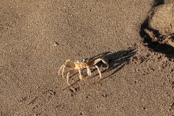 Cangrejo sentado en la playa —  Fotos de Stock