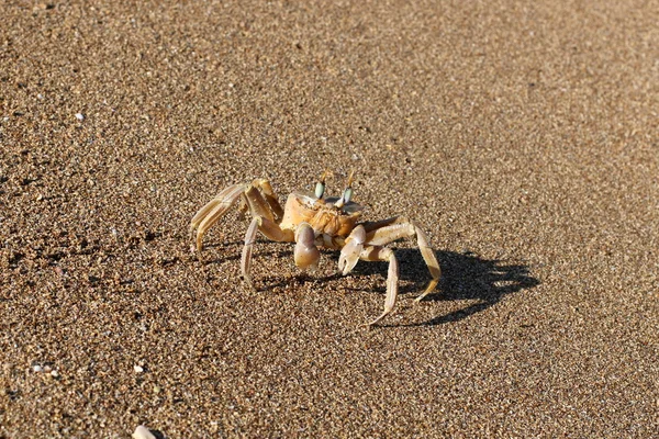 Sahilde oturup yengeç 