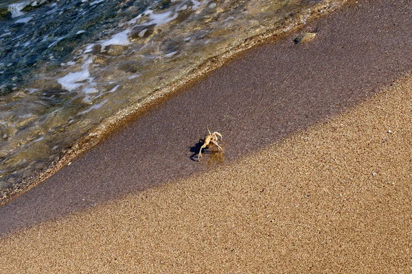 Crab sitting on the beach — Stock Photo, Image