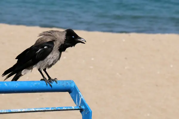 Crow on the beach — Stock Photo, Image
