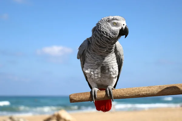 Fényképezett szereti a papagáj — Stock Fotó