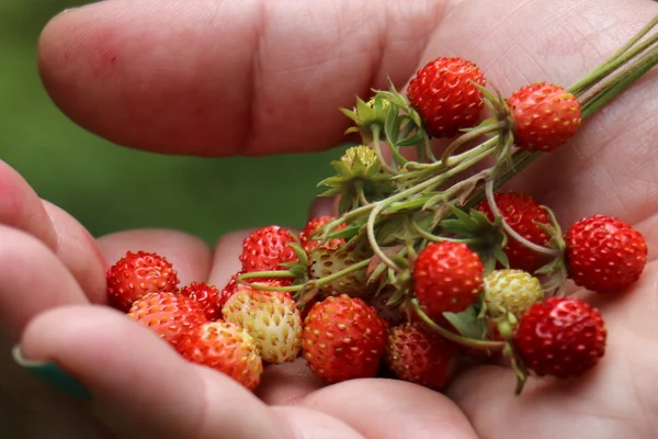 Căpșuni ramură în mână — Fotografie, imagine de stoc