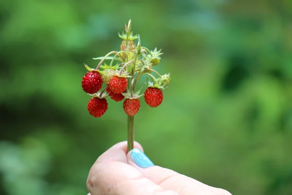 Fresa de rama en mano — Foto de Stock