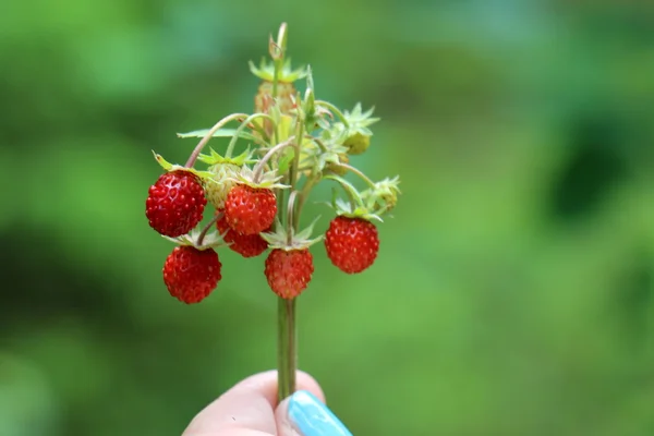 Căpșuni ramură în mână — Fotografie, imagine de stoc