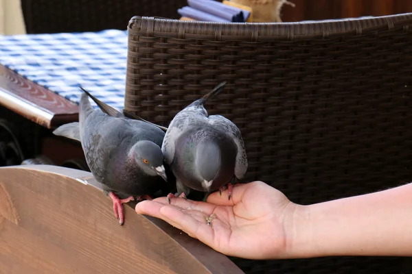 Pombos sentam-se em uma palma — Fotografia de Stock