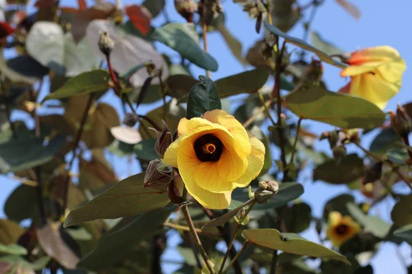 黄色のバラの花 — ストック写真