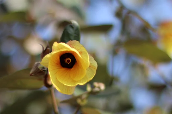 Rosa fiore giallo — Foto Stock