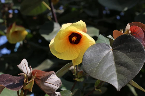 Rosa fiore giallo — Foto Stock