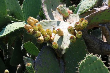 dikenli kaktüs meyve 