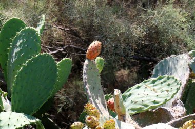 dikenli kaktüs meyve 