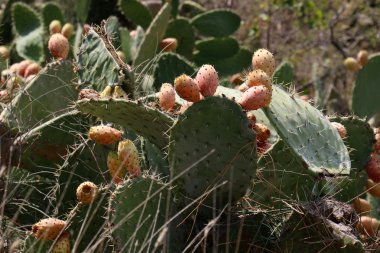 dikenli kaktüs meyve 
