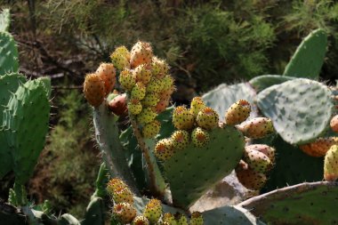 dikenli kaktüs meyve 