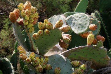 dikenli kaktüs meyve 