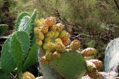 dikenli kaktüs meyve 