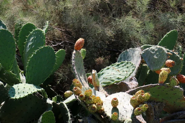 Fruto de cactus espinoso —  Fotos de Stock