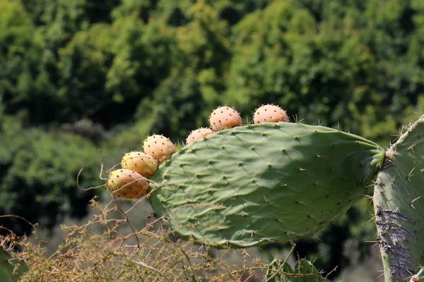 Prickly cactus fruit — Stock Photo, Image