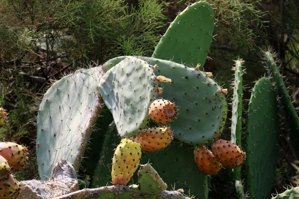 Fruto de cactus espinoso — Foto de Stock