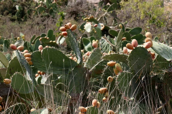 Stekelig cactus-vrucht — Stockfoto