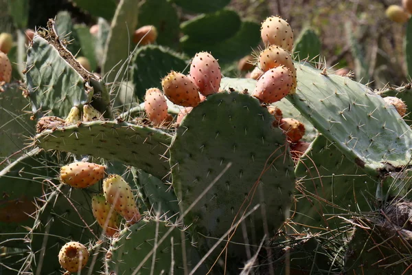 Prickly cactus fruit — Stock Photo, Image