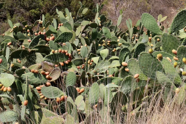 Prickly cactus fruit — Stock Photo, Image