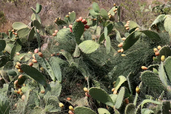 Prickly cactus fruit — Stock Photo, Image