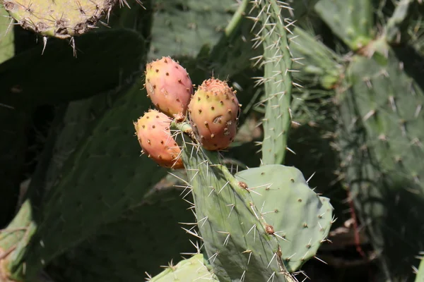 Prickly cactus fruit — Stock Photo, Image