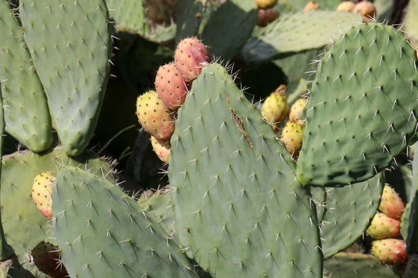 Frutti di cactus spinosi — Foto Stock