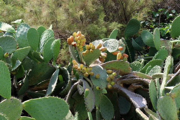 Stekelig cactus-vrucht — Stockfoto