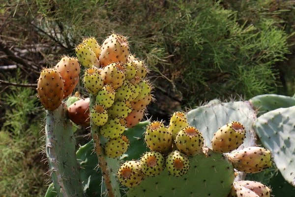 Tüskés kaktusz gyümölcs — Stock Fotó