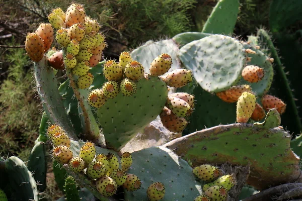 Fruto de cactus espinoso — Foto de Stock