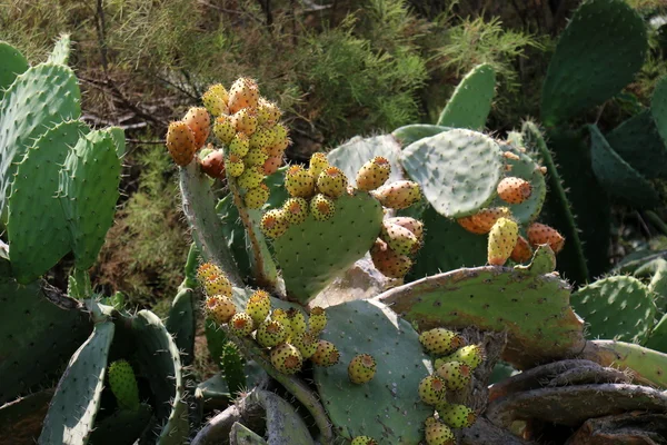 Stekelig cactus-vrucht — Stockfoto